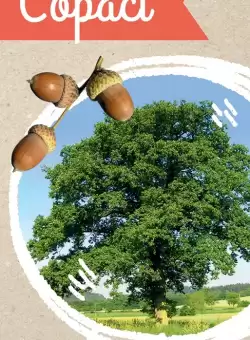 Micul biolog - Copaci - Jetoane |